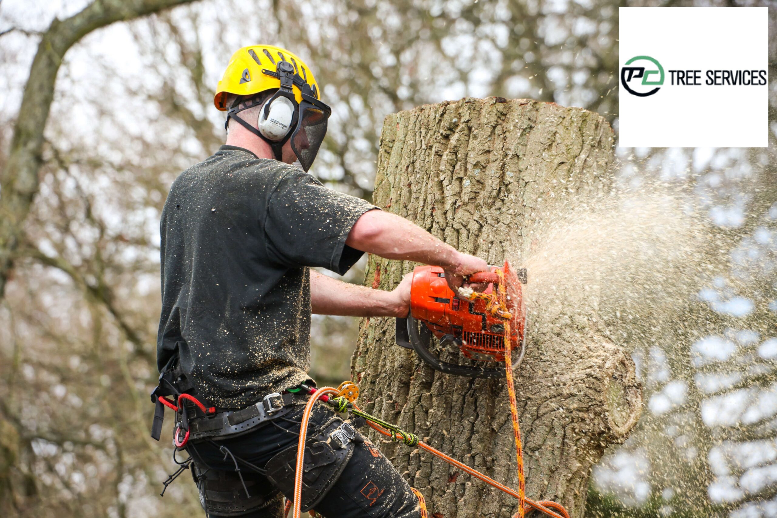 Why Should You Delegate Tree Stump Removal To A Professional?