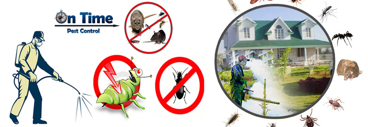 Why to choose pest control for your home?