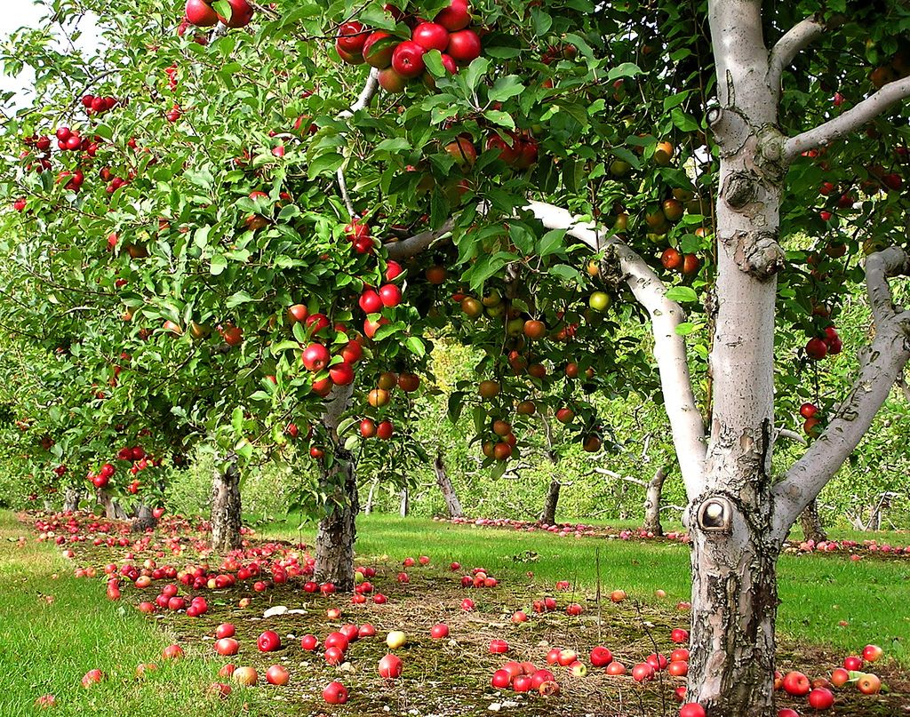 How to Choose the Right Fruit Trees for Your Garden?